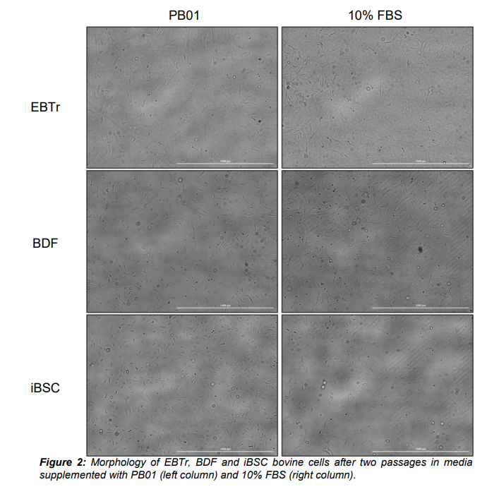 Multus Proliferum® B