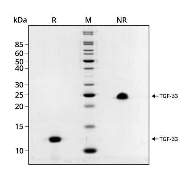 <tc>Qkine</tc> Protein TGF-β3 Rekombinan Babi