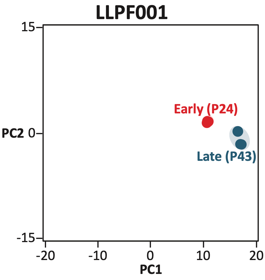 Livestock Labs Porcine Fibroblasts