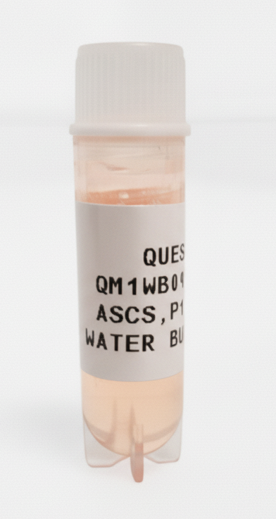 Quest Water Buffalo Primary Cell Lines