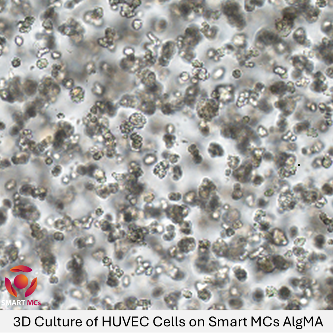 Smart MCs Alginate Methacryloyl (AlgMA 150K)