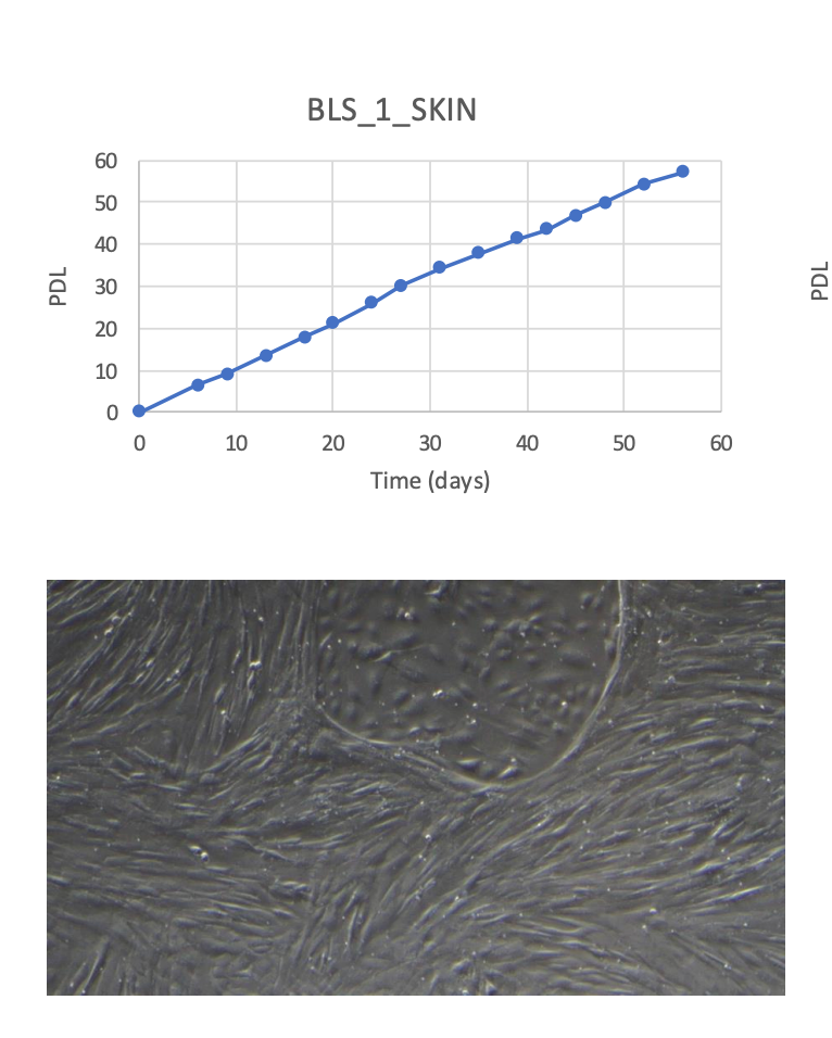 <tc>WildBio</tc> ブレスボック線維芽細胞株 – 皮膚