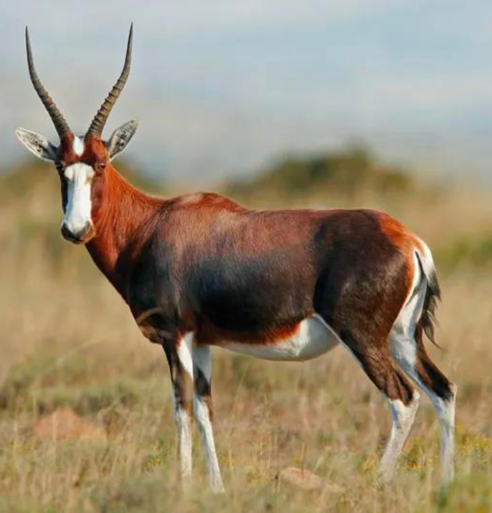 <tc>WildBio</tc> ブレスボック線維芽細胞株 – 皮膚