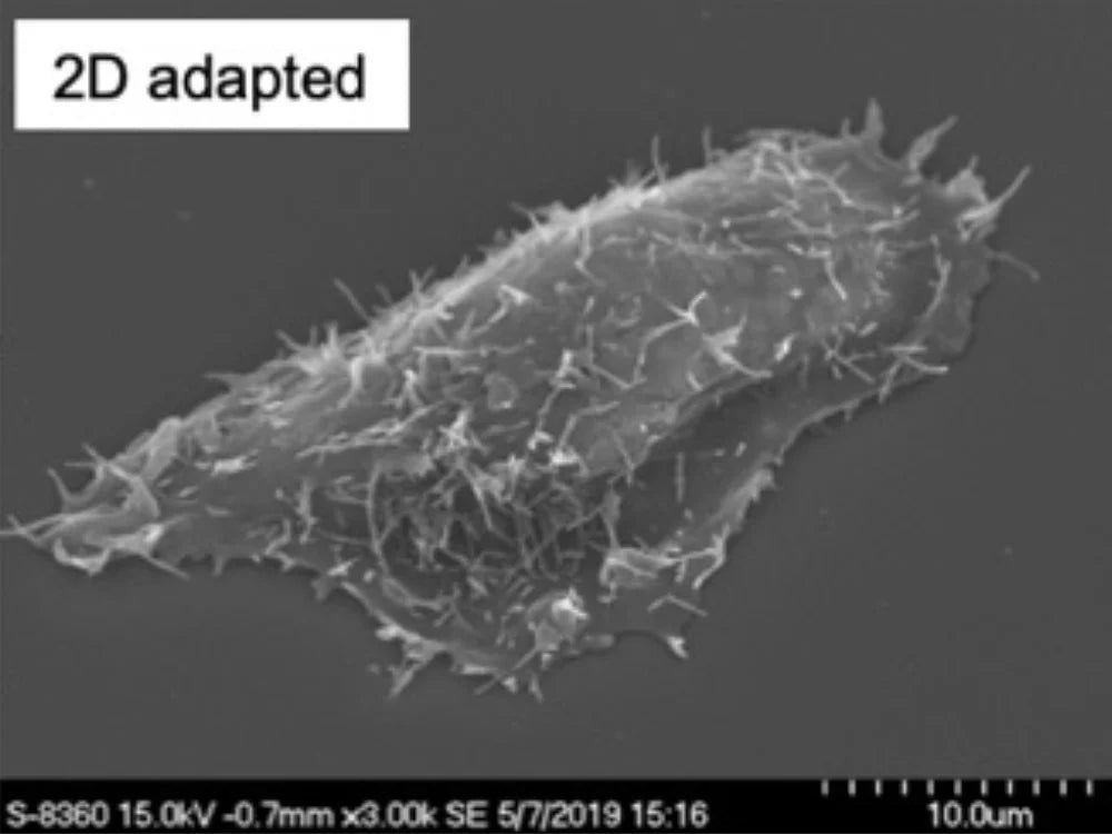 Alvetex® Strata 6ウェルインサート