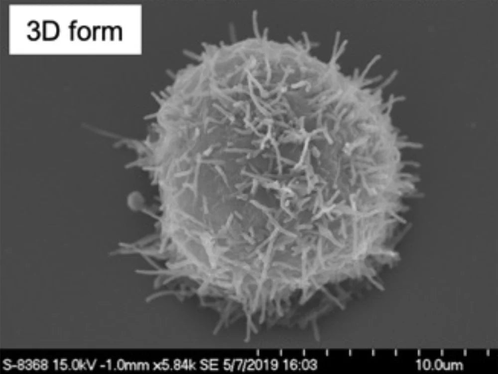 Alvetex® Strata 6ウェルインサート