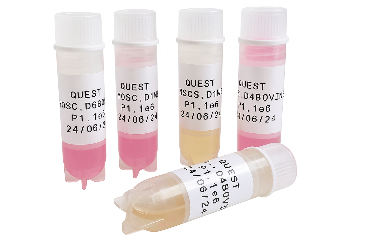 Quest Water Buffalo Primary Cell Lines