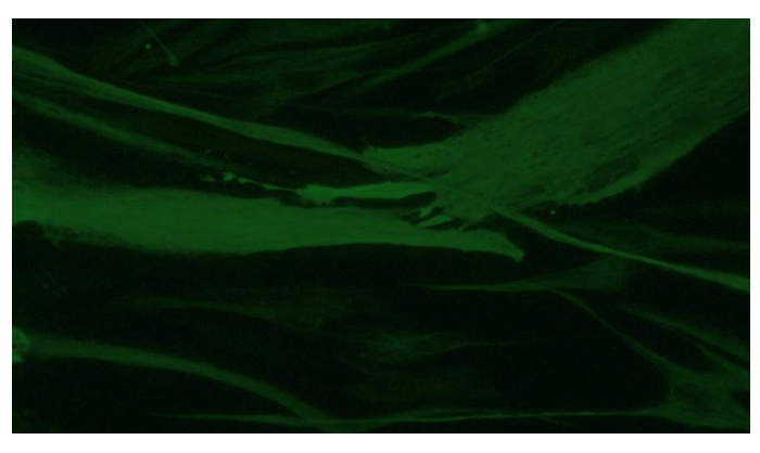 <tc>WildBio</tc> ジラフ筋芽細胞株 – 筋肉