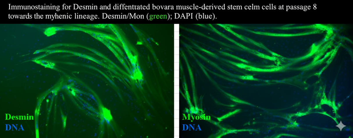 Quest Bovine Primary Cell Lines