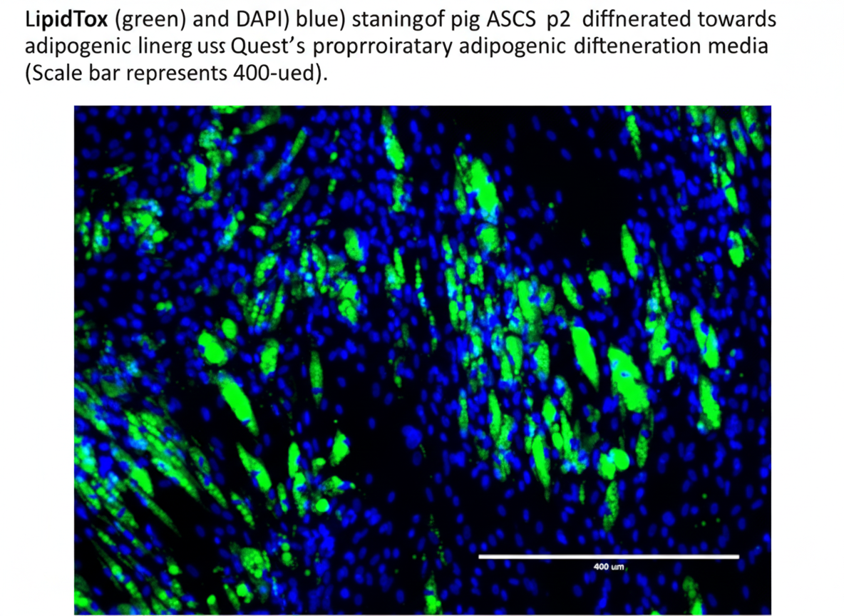 Quest Porcine Primary Cell Lines