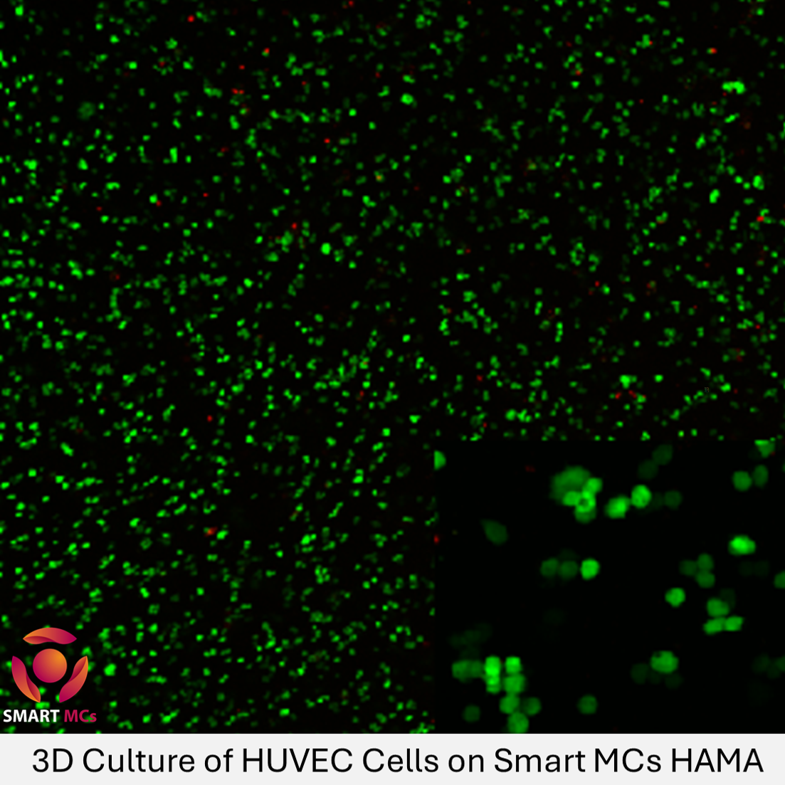 Smart MCs Hyaluronic Acid Methacryloyl (HAMA 150K)