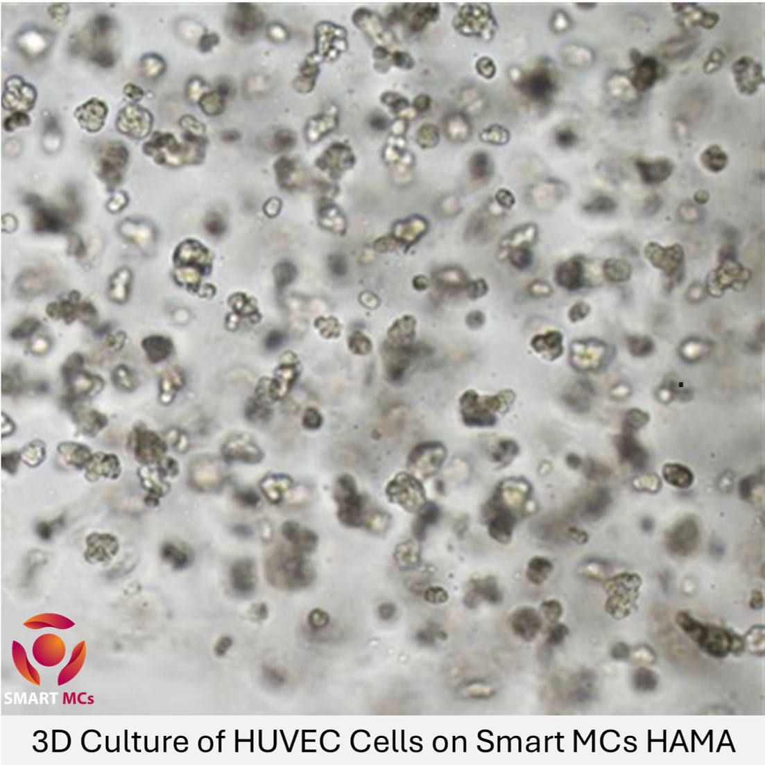 Smart MCs Hyaluronic Acid Methacryloyl (HAMA 150K)