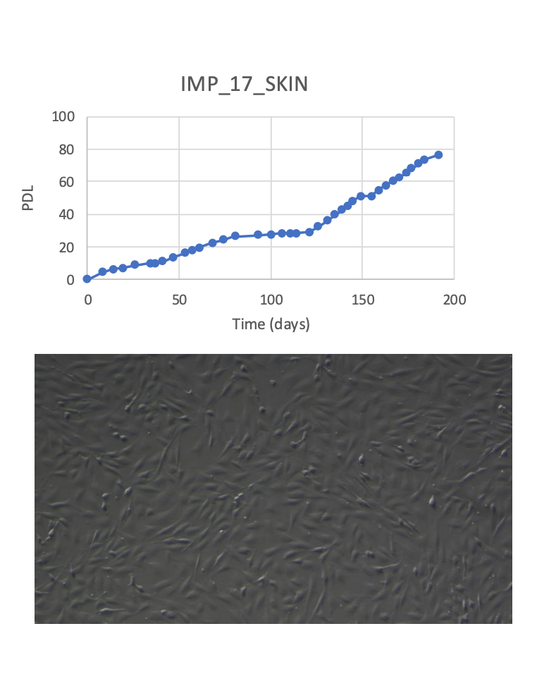<tc>WildBio</tc> インパラ線維芽細胞株 – 皮膚