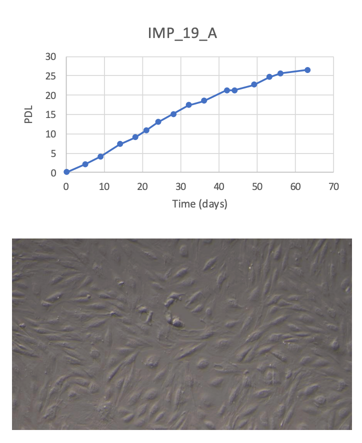 <tc>WildBio</tc> インパラ前脂肪細胞株 – 脂肪