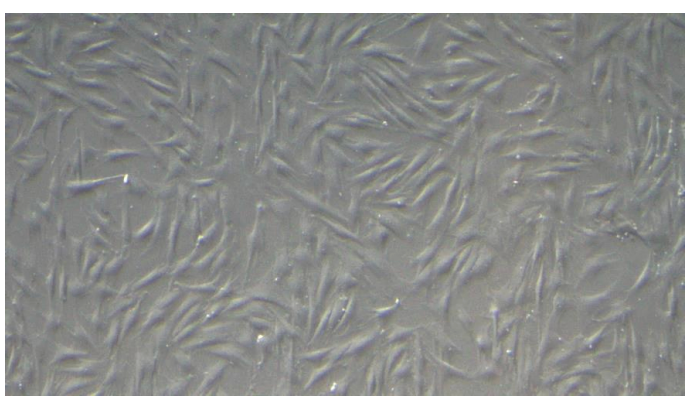 <tc>WildBio</tc> インパラ筋芽細胞株 – 筋肉