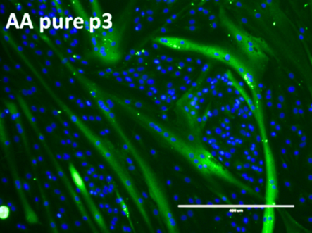 Quest Bovine Primary Cell Lines