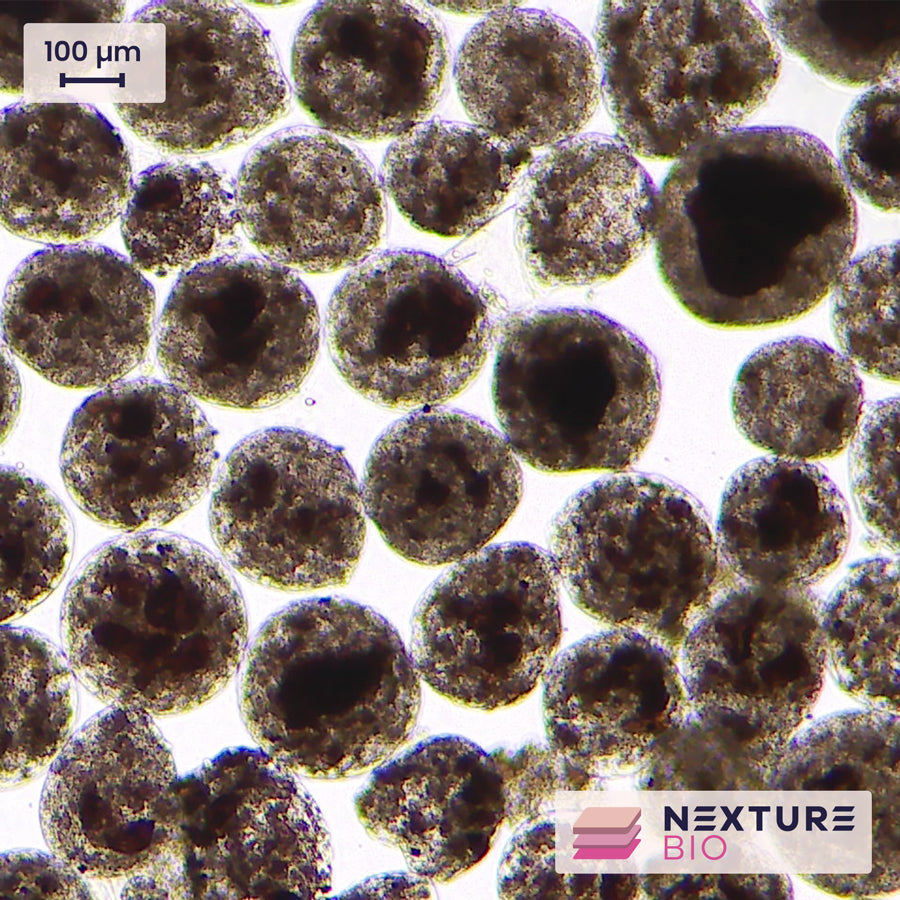 Nexture Bio Microcarrier