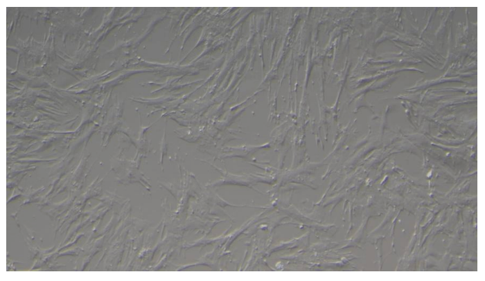 <tc>WildBio</tc> ダチョウ筋芽細胞株 – 筋肉