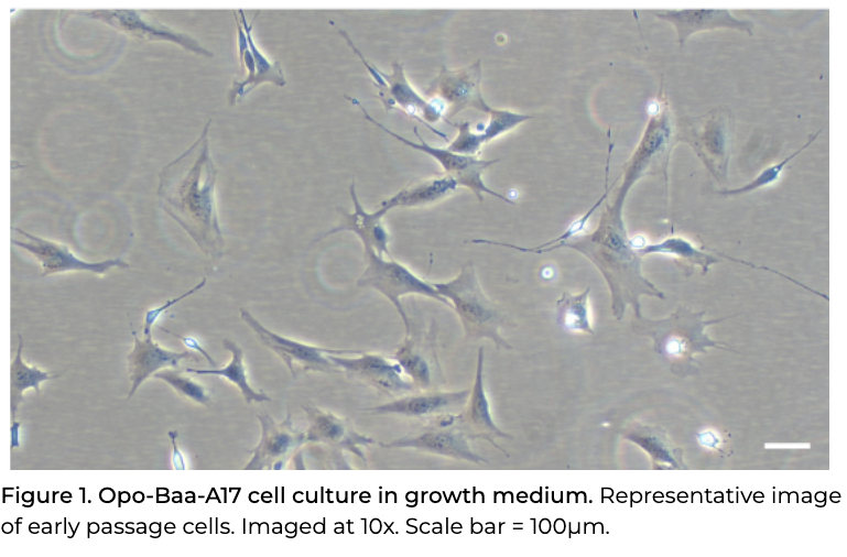 <tc>Opo Bio</tc> 羊前脂肪細胞