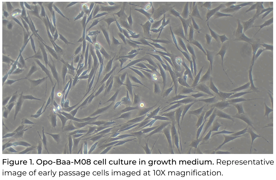 <tc>Opo Bio</tc> 羊の衛星細胞