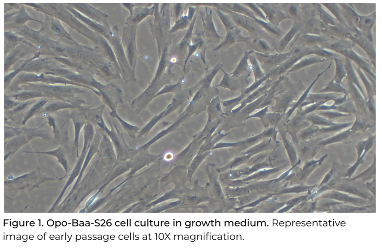 <tc>Opo Bio</tc> 羊線維芽細胞