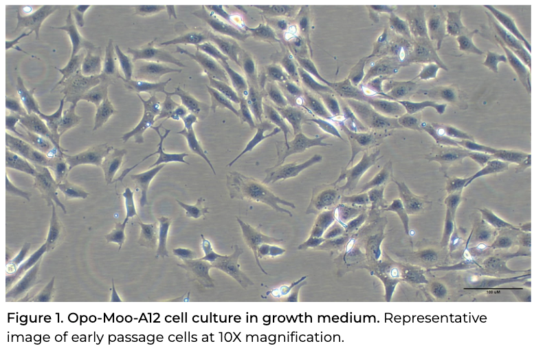 <tc>Opo Bio</tc> Sığır Angus Ön-Adipositleri
