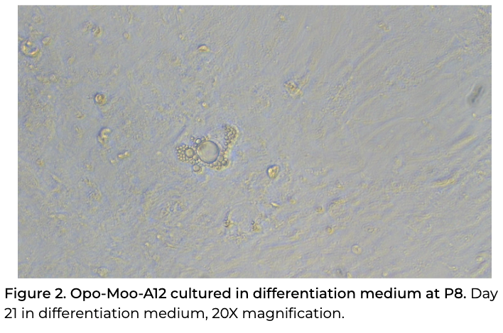 <tc>Opo Bio</tc> Sığır Angus Ön-Adipositleri