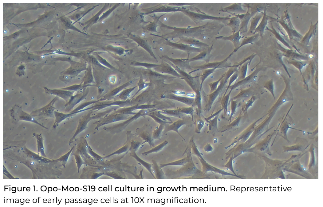 Opo Bio Bovine Wagyu Fibroblasts