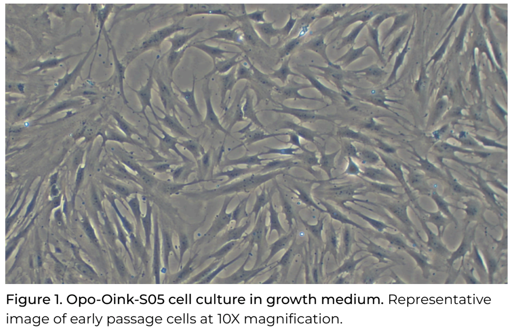 Opo Bio Porcine Fibroblasts