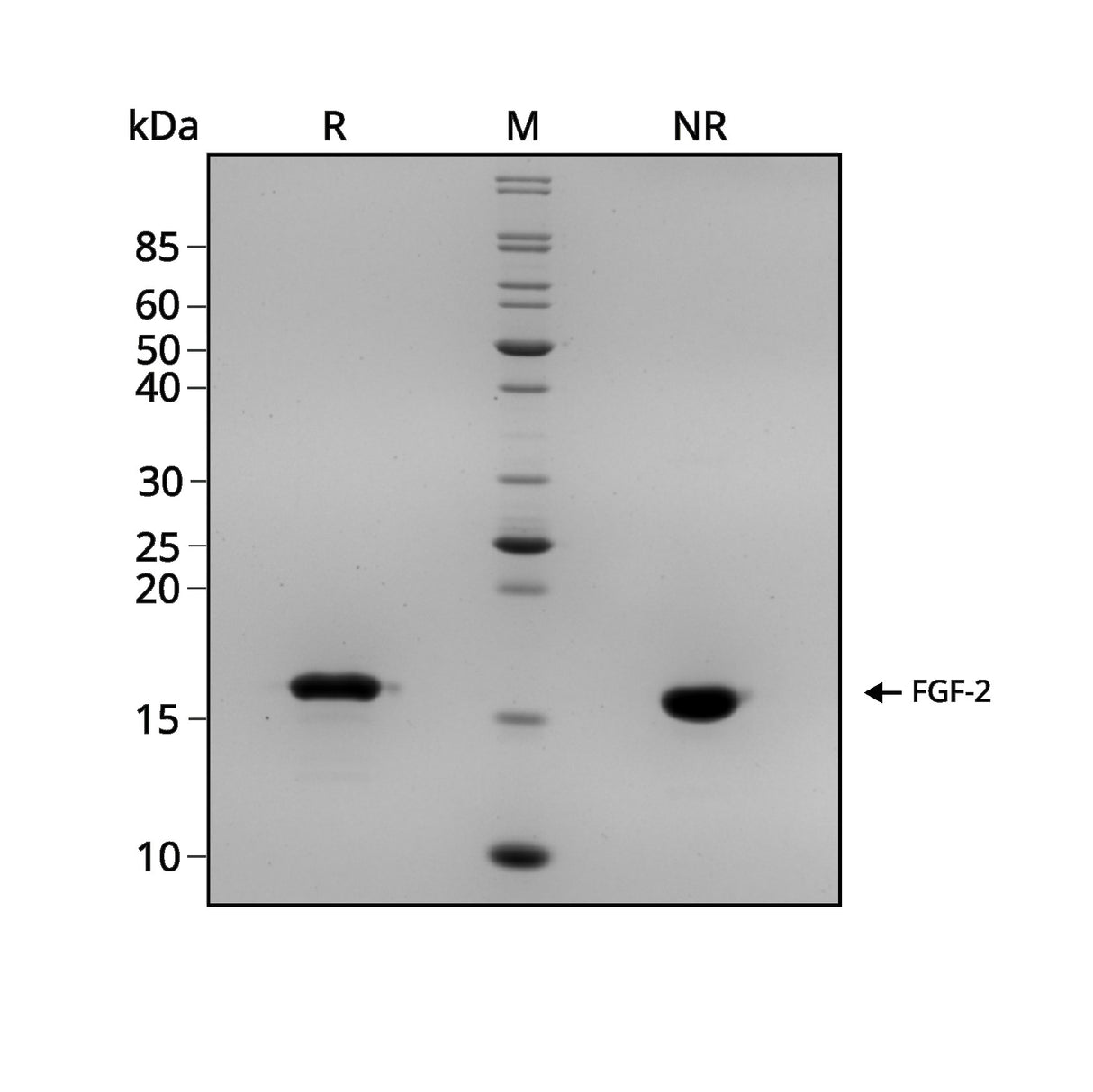 <tc>Qkine</tc> Protein FGF-2 Rekombinan Ayam/Bebek (145 Aa)