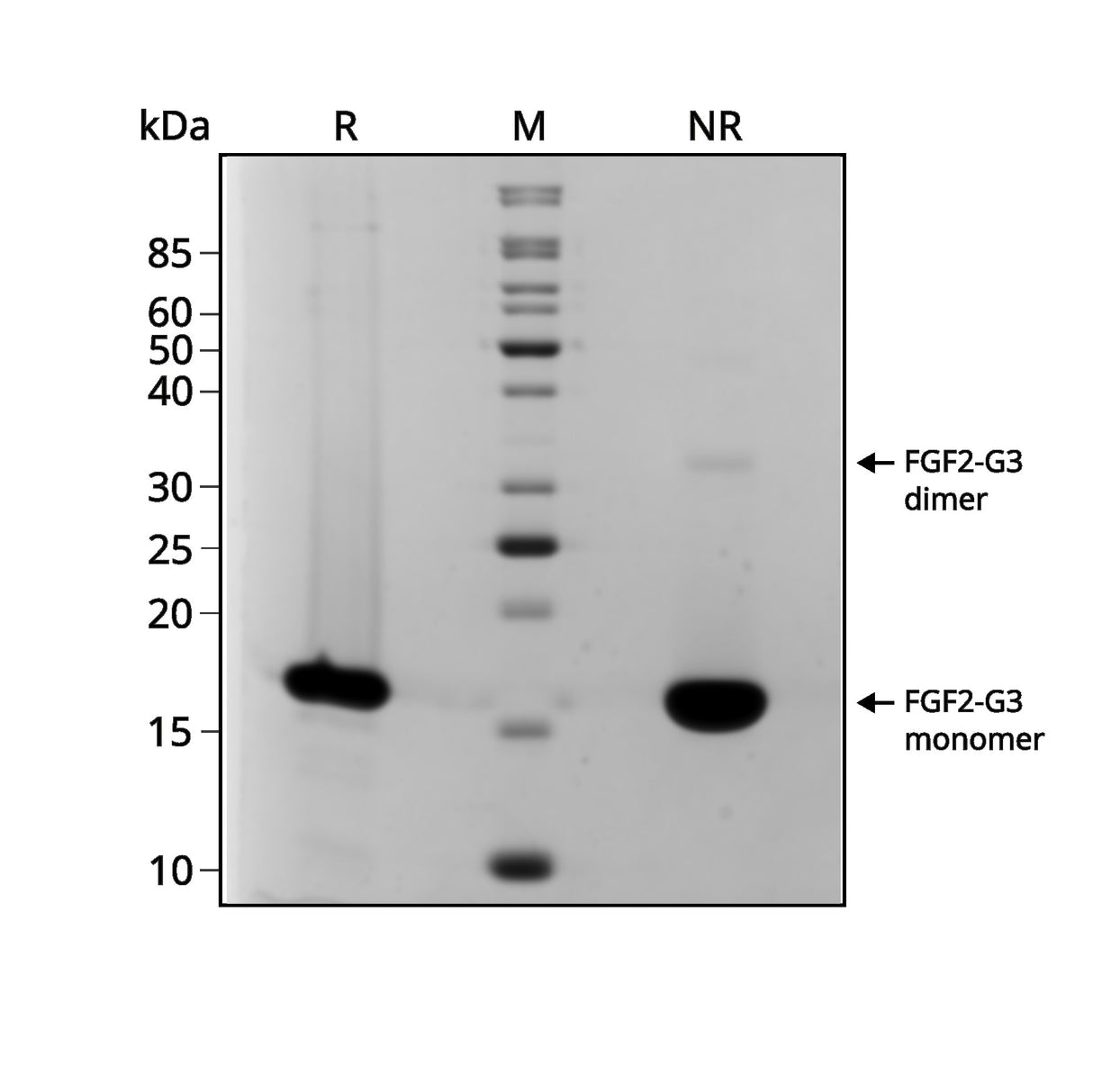<tc>Qkine</tc> โปรตีน Recombinant Bovine/Porcine FGF2-G3 (145 Aa)