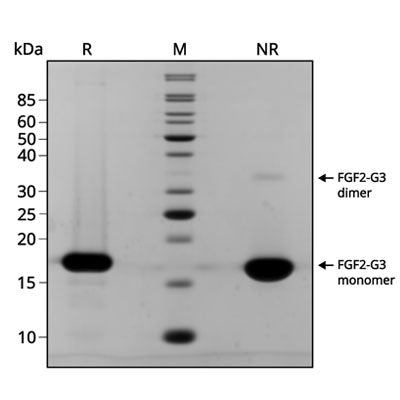 Qkine Recombinant Bovine/Porcine FGF2-G3 (154 Aa) Protein