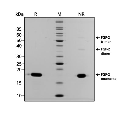 Qkine Recombinant Eel FGF-2 (154 Aa) Protein