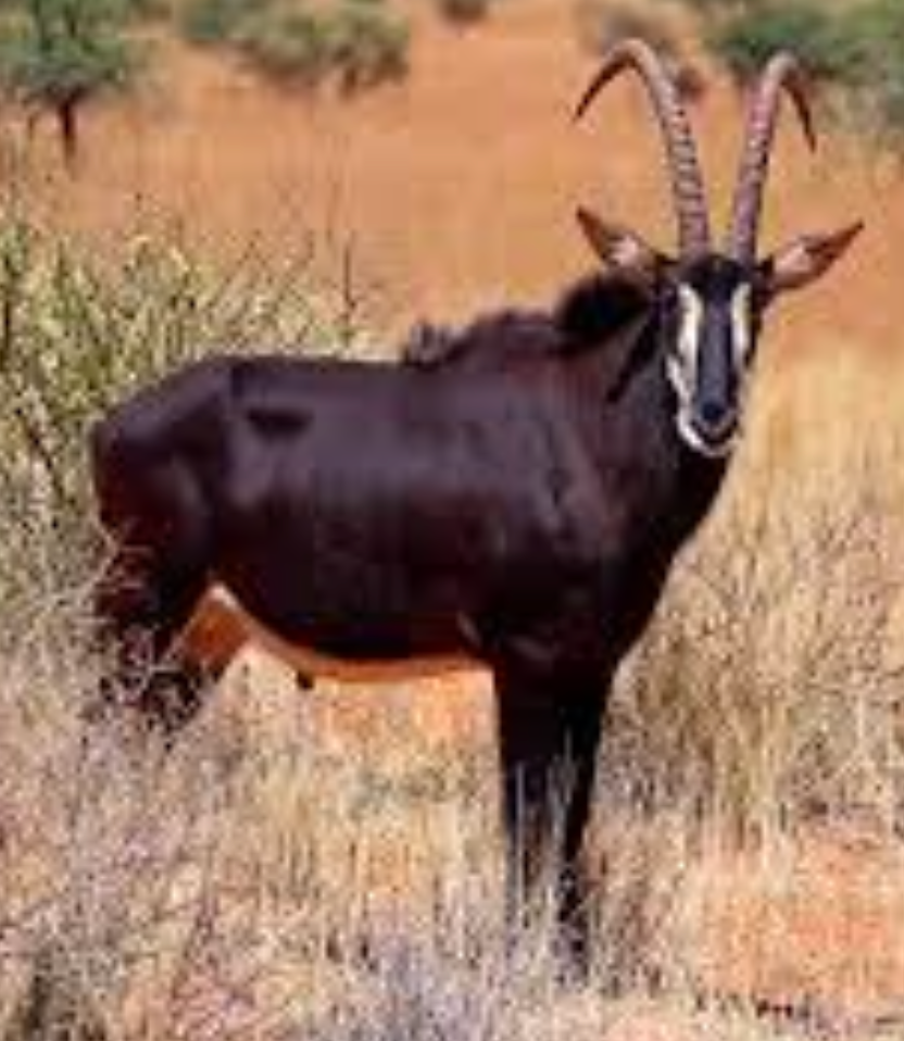 <tc>WildBio</tc> サーブルアンテロープ MSC細胞株 – 骨髄