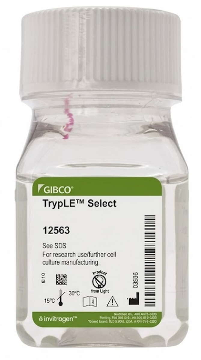 Gibco™ TrypLE™ Select Enzyme (1X), no phenol red – Cellbase