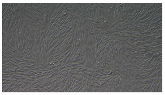 <tc>WildBio</tc> ゼブラ筋芽細胞株 – 筋肉