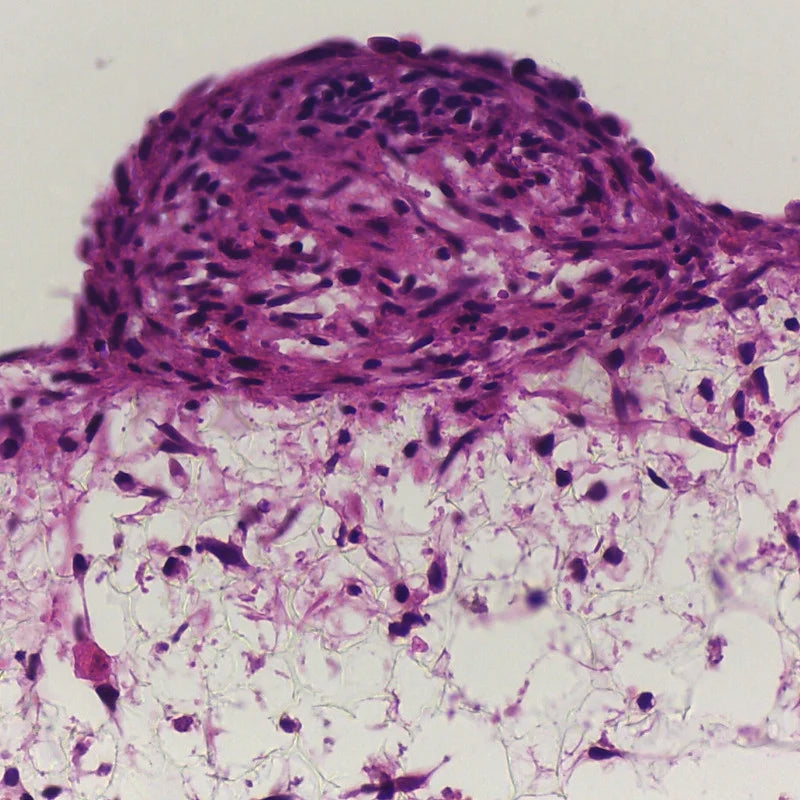Alvetex® Strata 6ウェルインサート