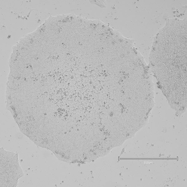 <tc>Qkine</tc> Protein Vitronectin Sapi Rekombinan