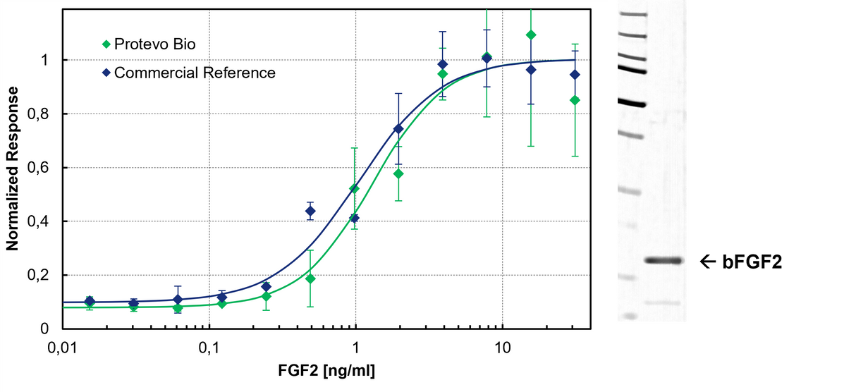 Protevo Bio bFGF2 – Bovine Fibroblast Growth Factor 2