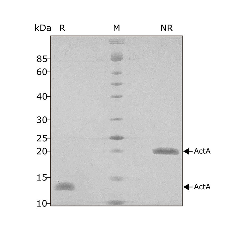 Qkine Recombinant Bovine/Porcine Activin a PLUS™ Protein