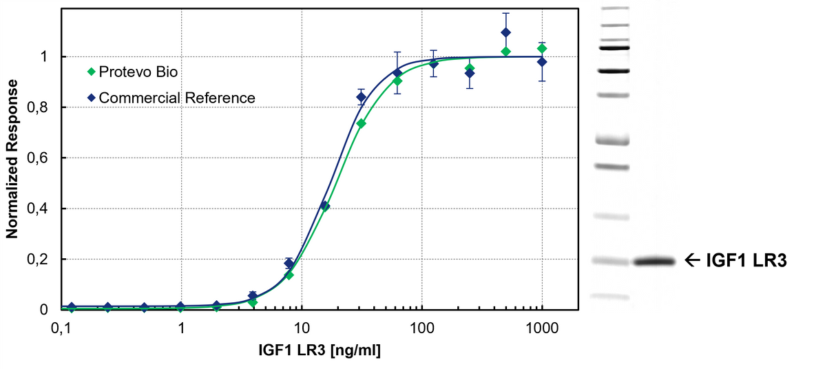 Protevo Bio IGF1-LR3 – Human Insuline-like Growth Factor 1