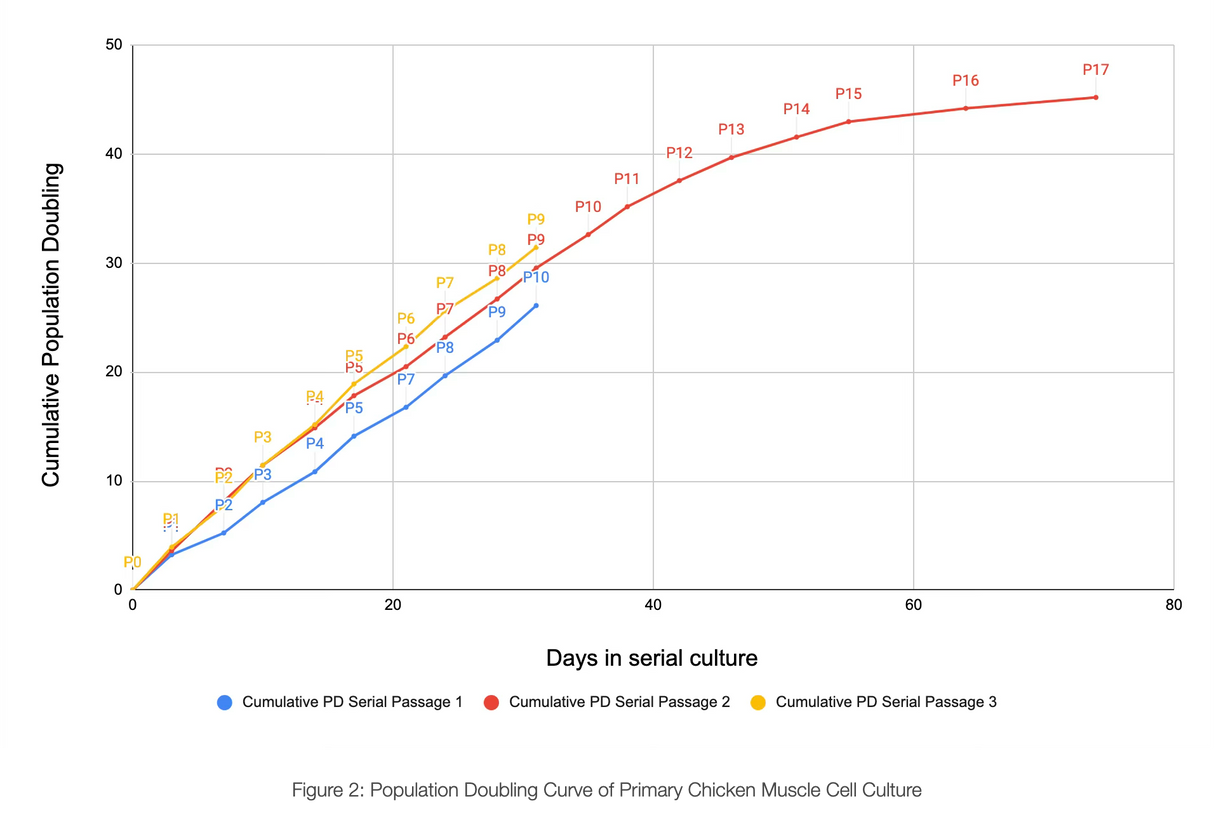 <tc>MyoWorks</tc> 닭 주요 근육 세포