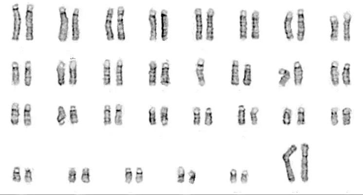 <tc>Livestock Labs</tc> 소 섬유아세포