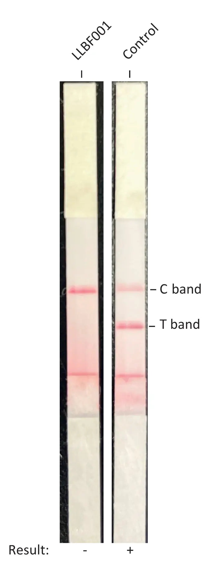 <tc>Livestock Labs</tc> 소 섬유아세포