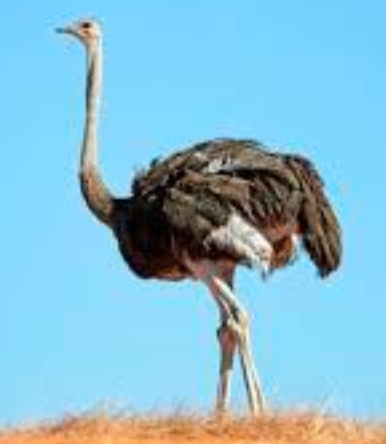 <tc>WildBio</tc> ダチョウMSC細胞株 – 骨髄