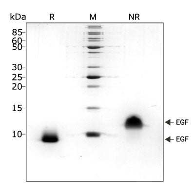 Qkine Recombinant Porcine EGF Protein