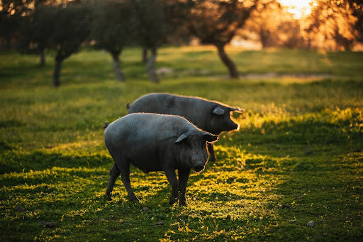 Novel Farms Porcine Fibroblasts 100% Iberico