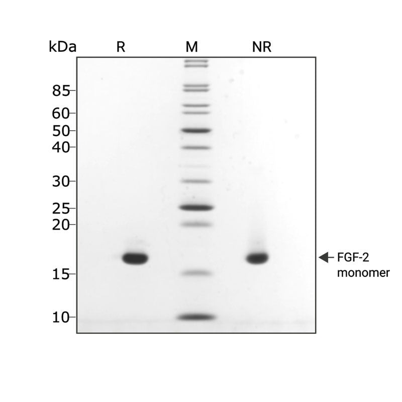 Qkine Recombinant Bovine/Porcine FGF-2 (154 Aa) Protein