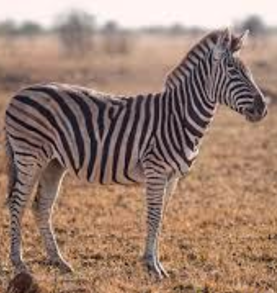 <tc>WildBio</tc> ゼブラMSC細胞株 – 骨髄