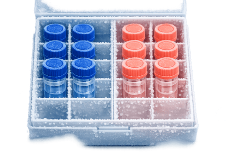 Cell Line Selection: Bovine vs Porcine