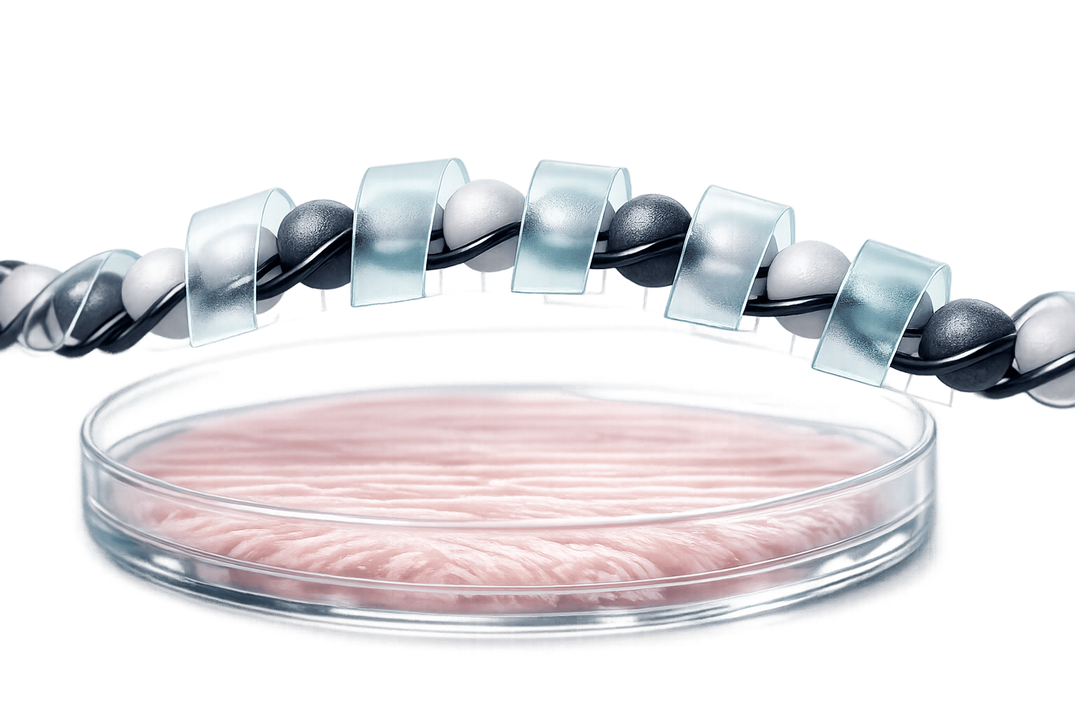 Epigenetic Silencing for Cultivated Meat Cell Lines